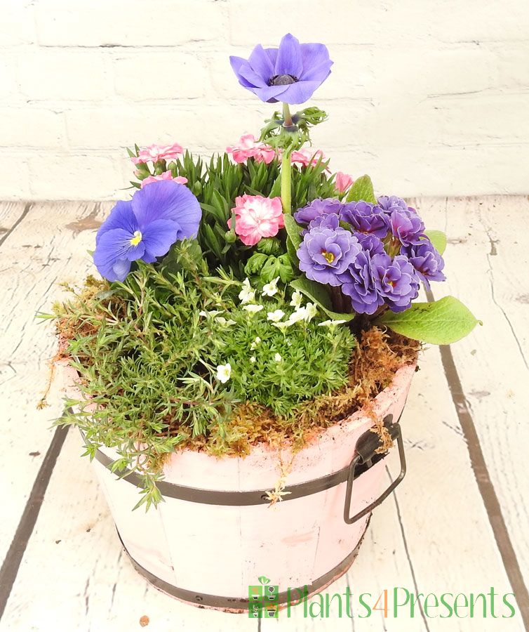 Pink Barrel Planter