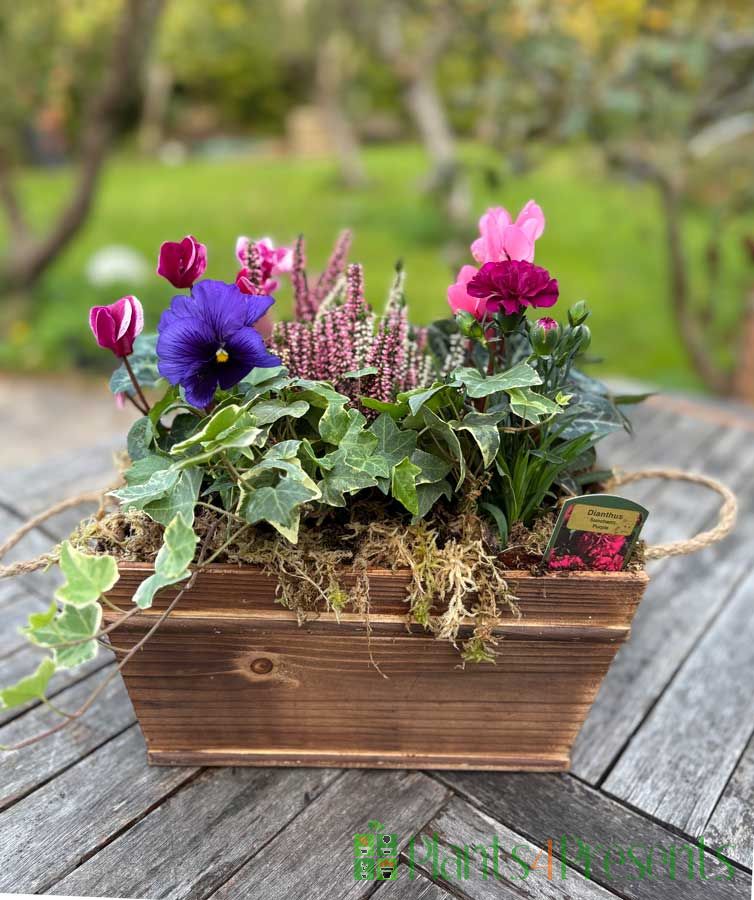 Winter Planter