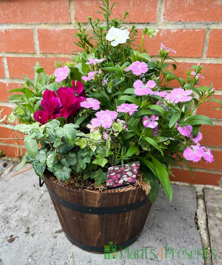 Barrel planter sept 2025