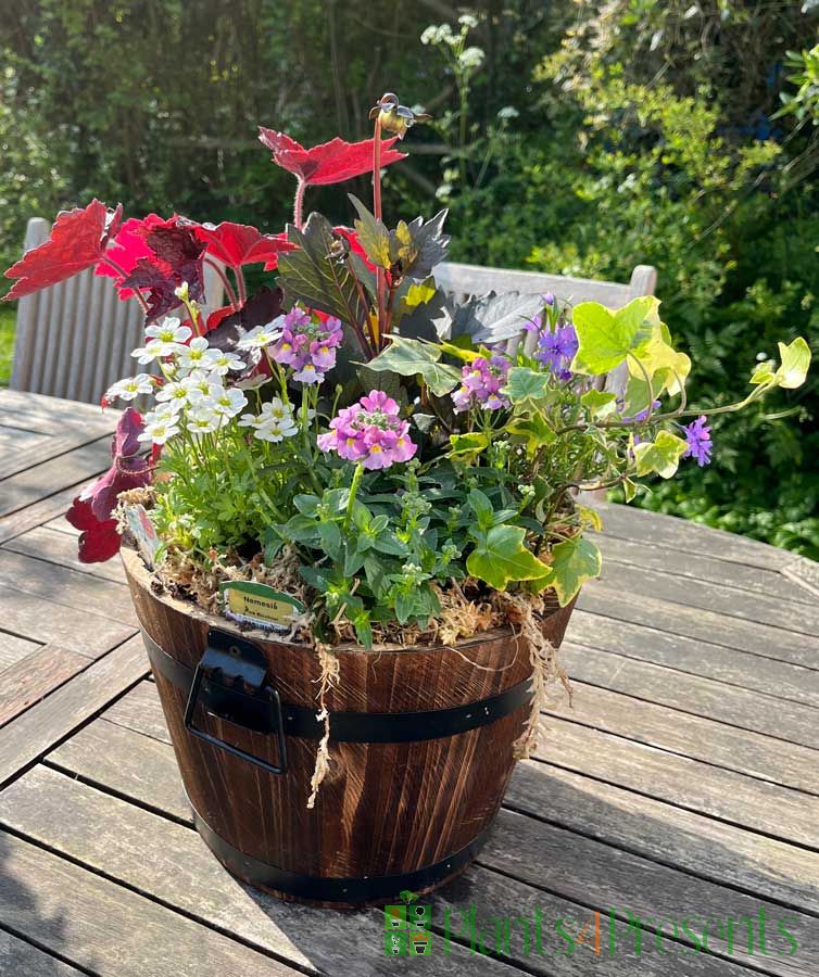 Barrel planter spring 2025