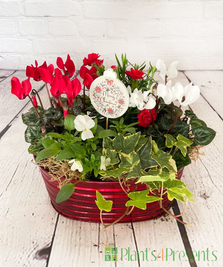 Festive Red Indoor Planter