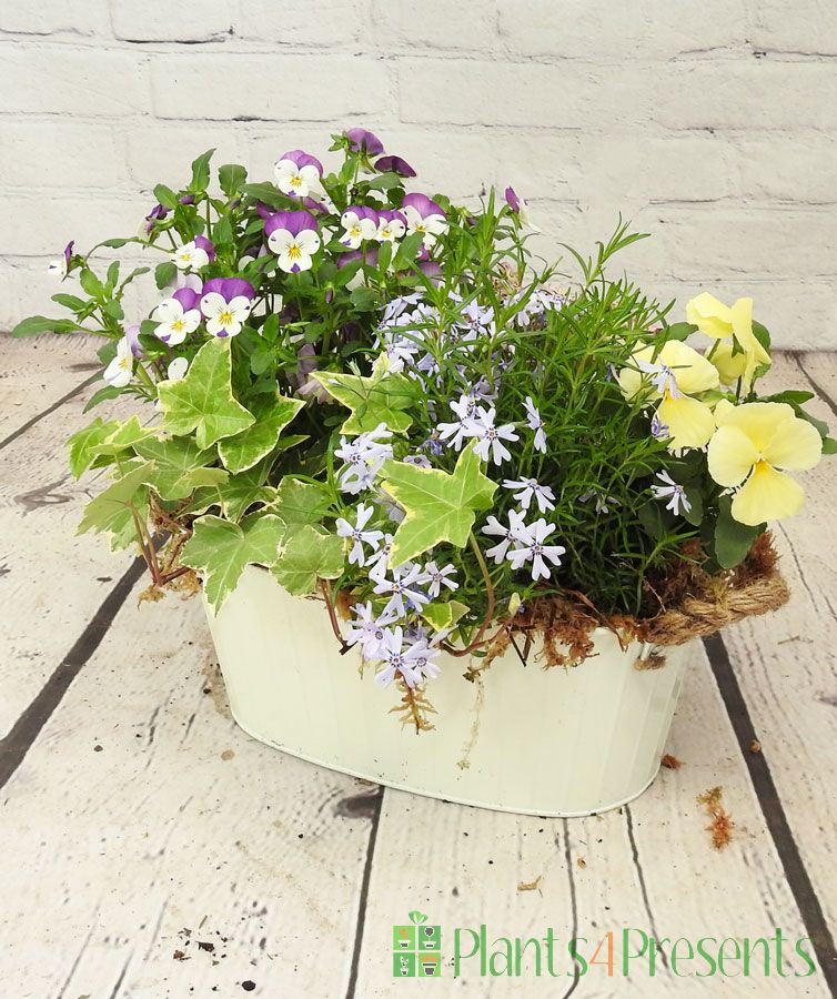 Large Cream Planter April 2025