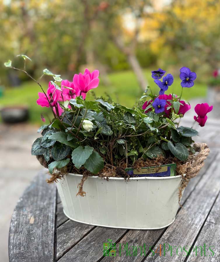 Large Cream Planter 2025