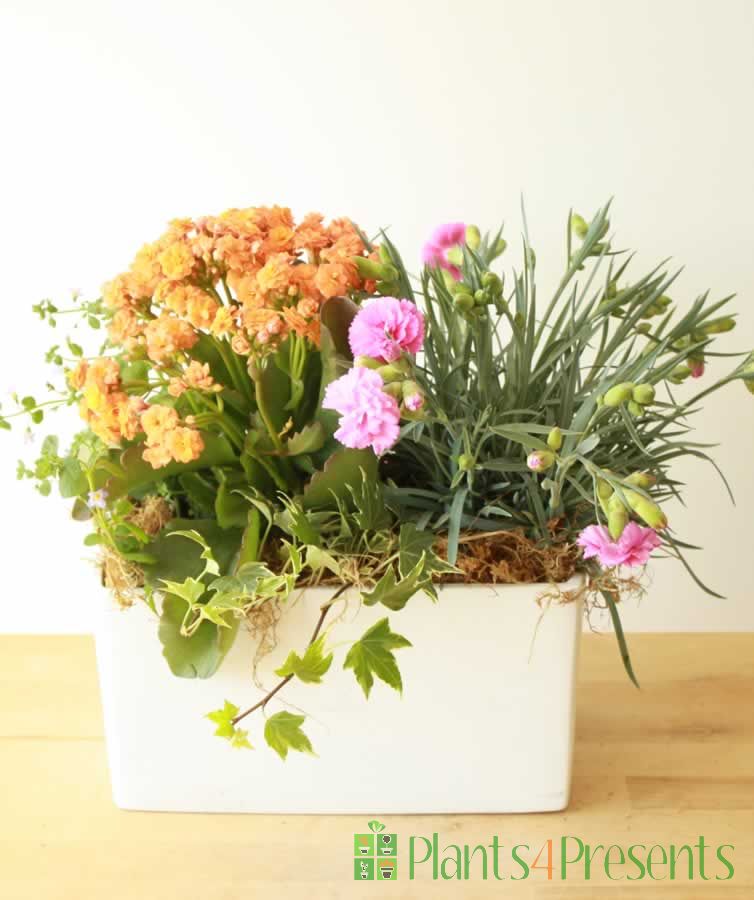 Latina Planter