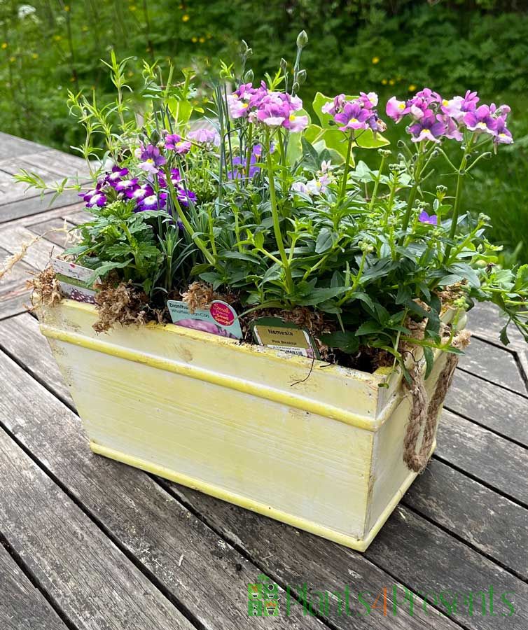 Summer planter