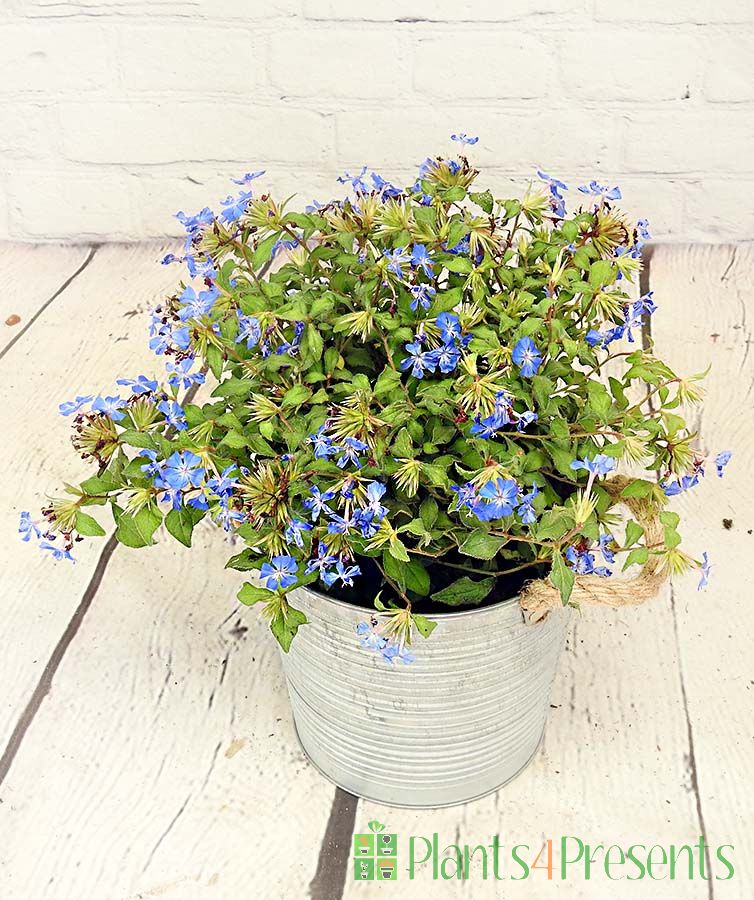 Hardy Plumbago