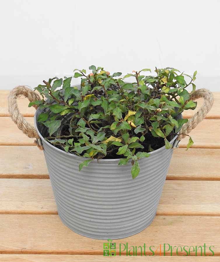 Hardy Plumbago November 2025