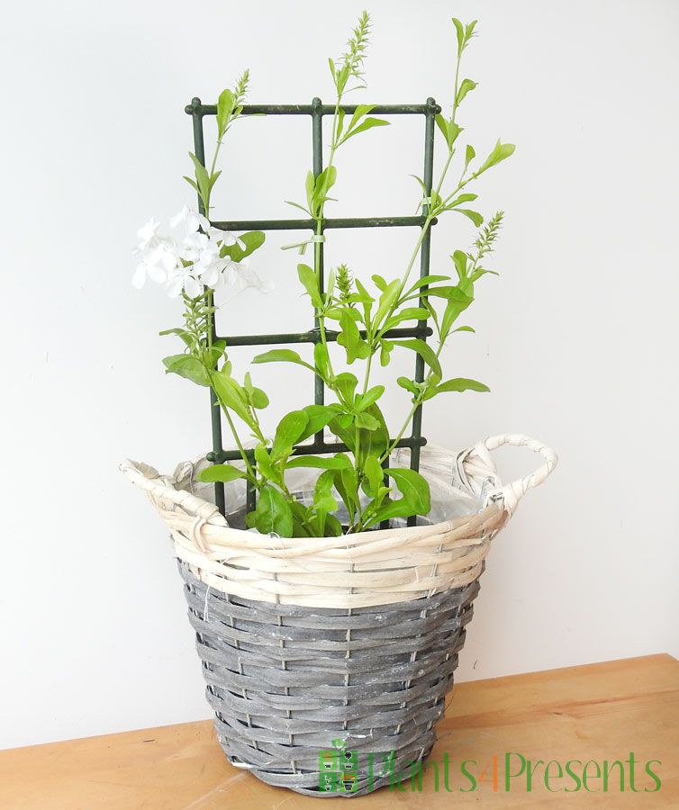 White Plumbago