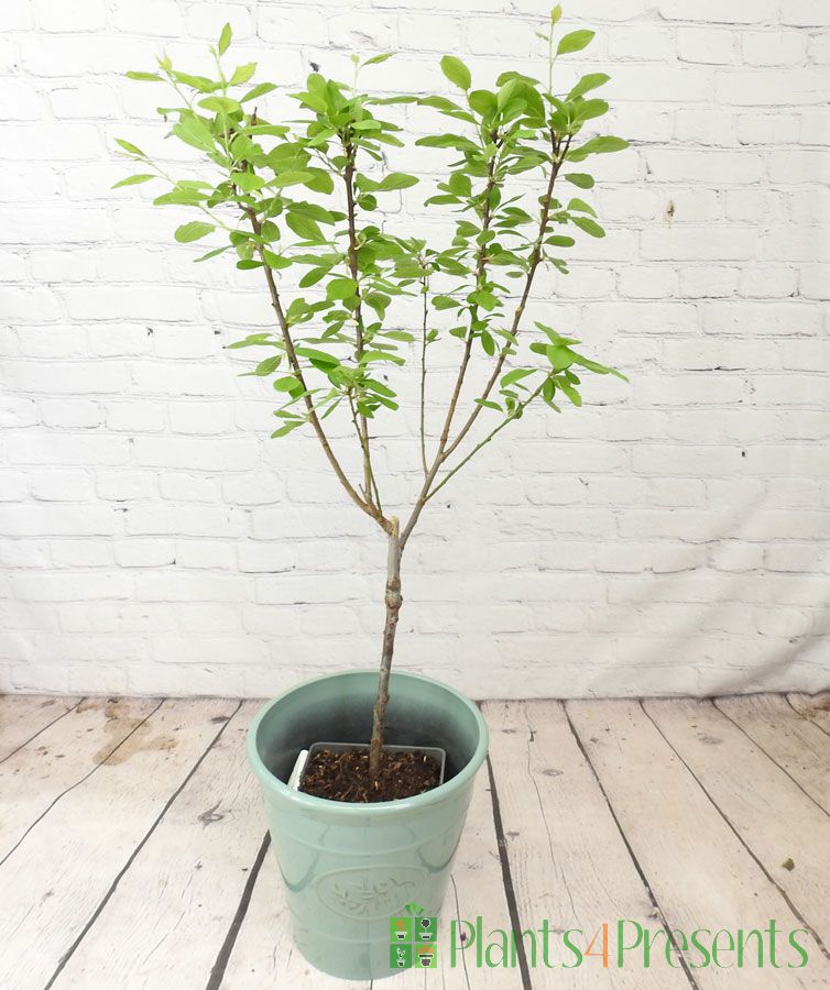 Plum Tree 2025