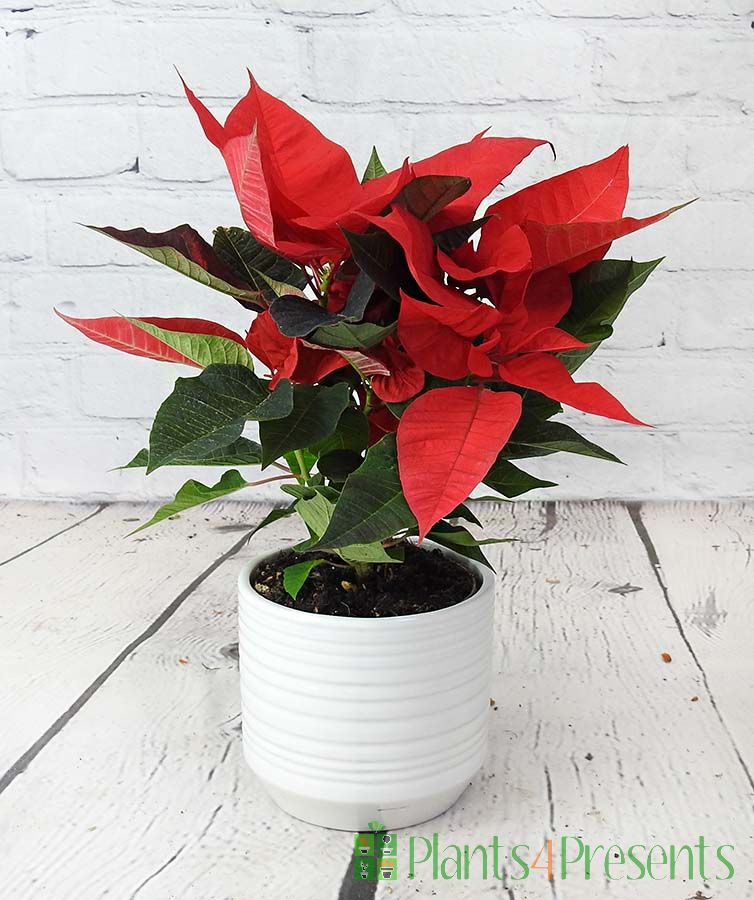 Poinsettia in cream ceramic ridged pot