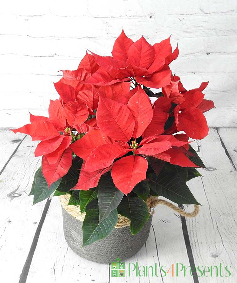 Large Poinsettia 2024