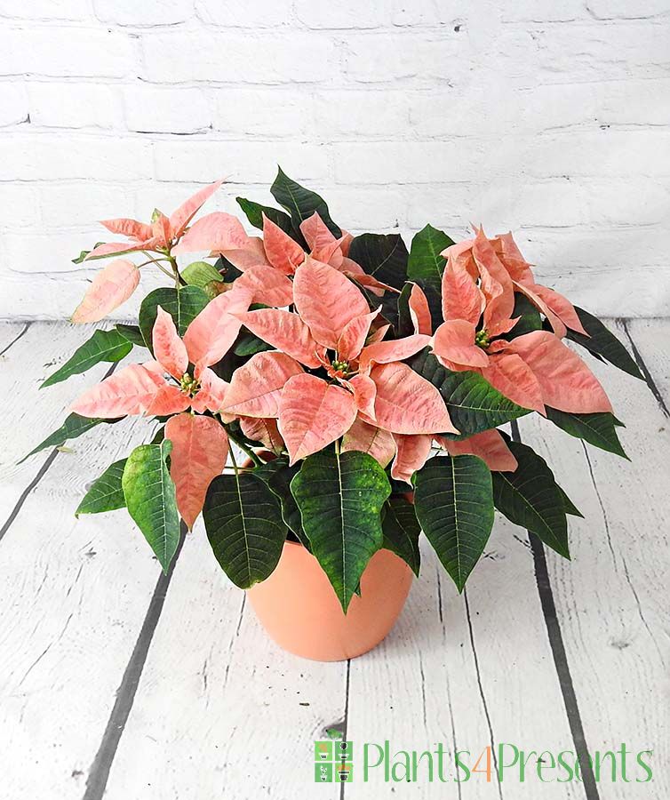 Pink Poinsettia