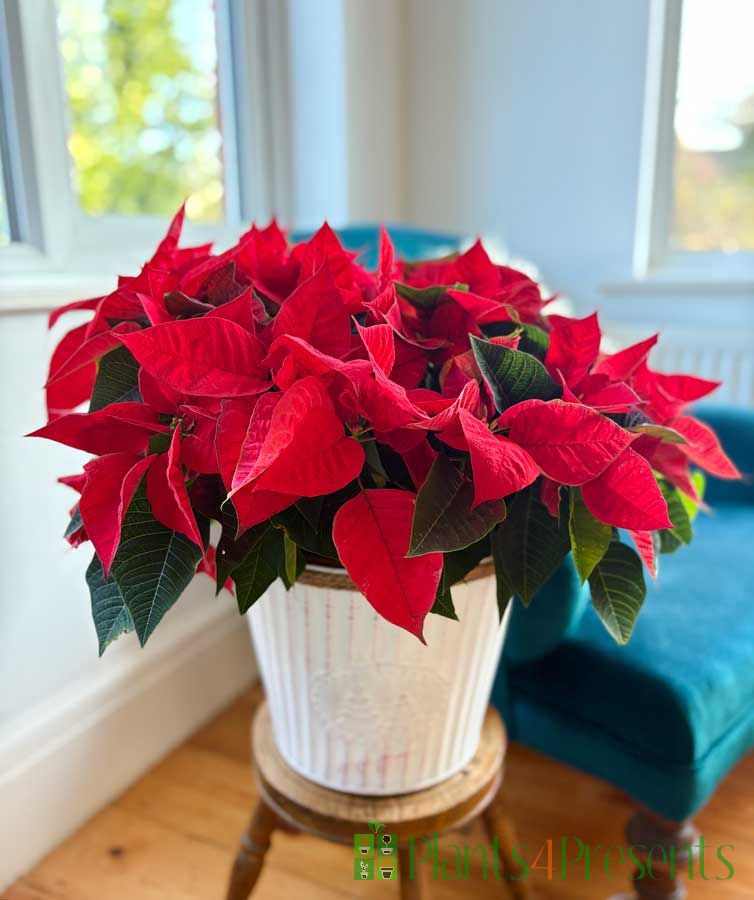 giant poinsettia