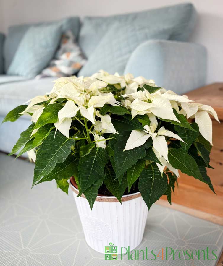 Giant White Poinsettias