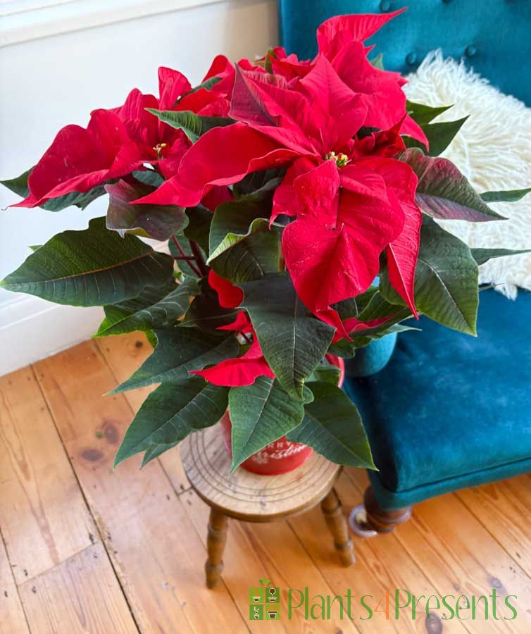 Poinsettia Large 2025
