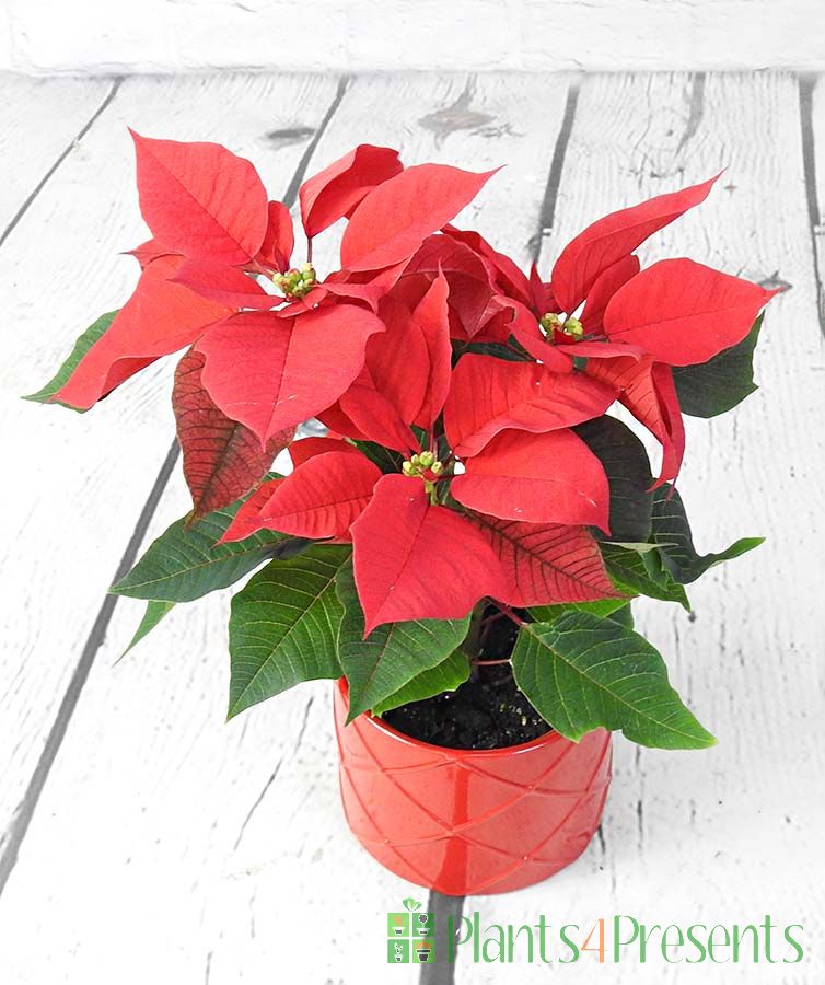 Red poinsettia miniature