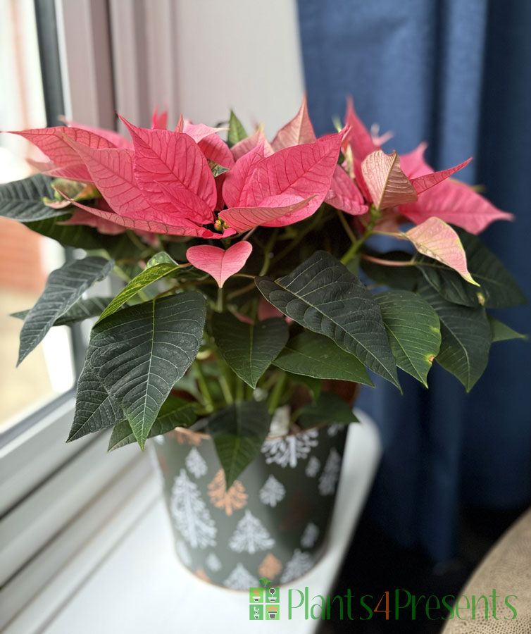 Pink Poinsettia