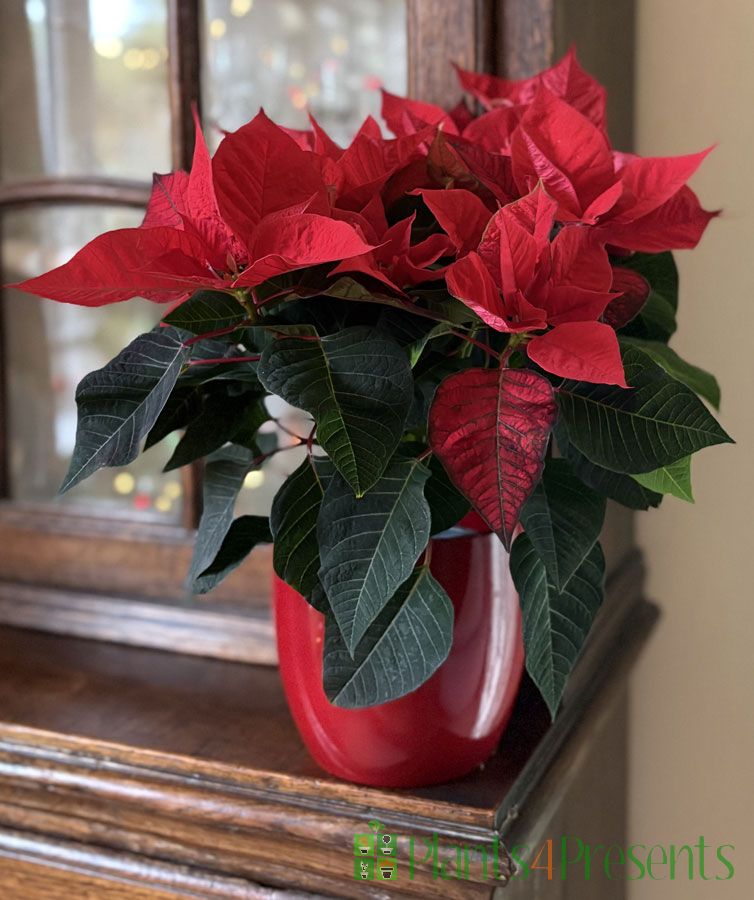 Red Poinsettia