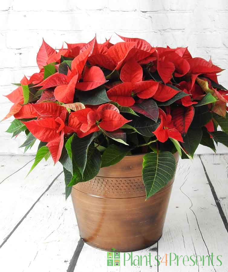 2023 Extra large red poinsettia in copper container