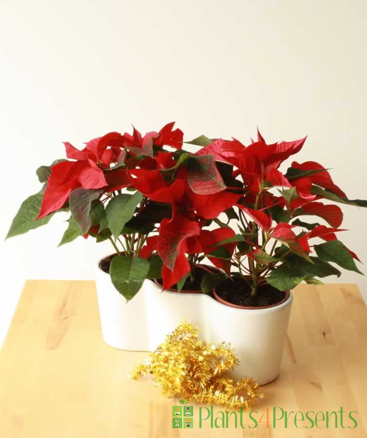 Red Poinsettia 