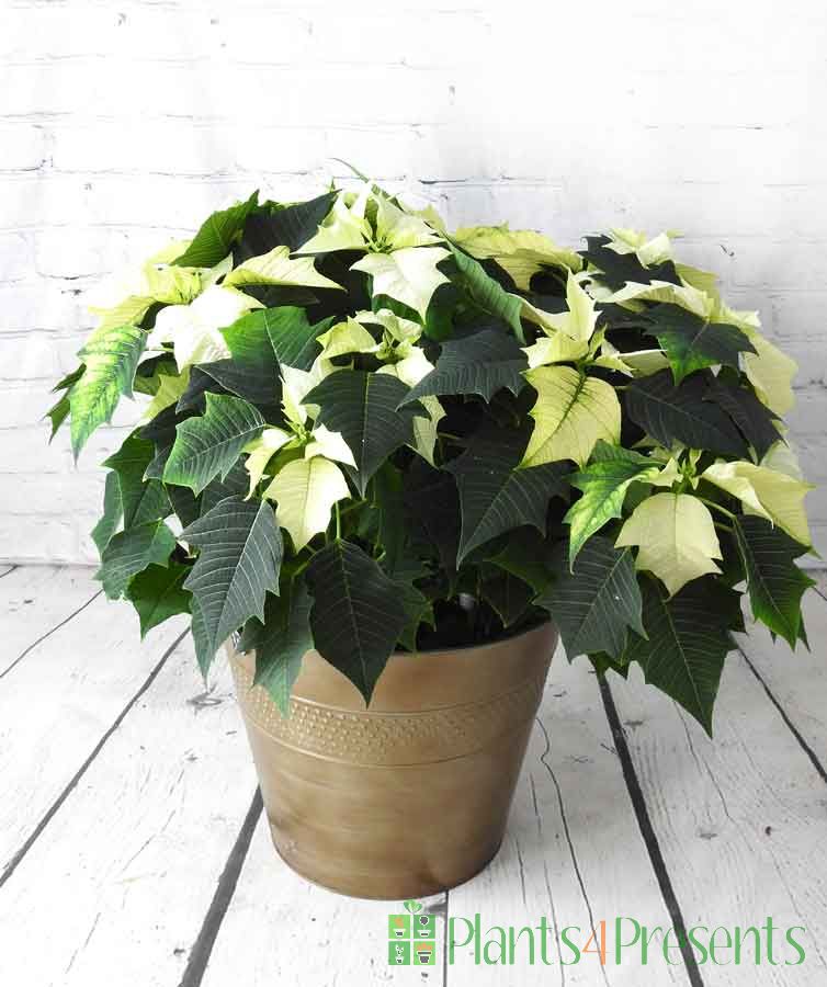 Christmas 2023 Extra large white poinsettia