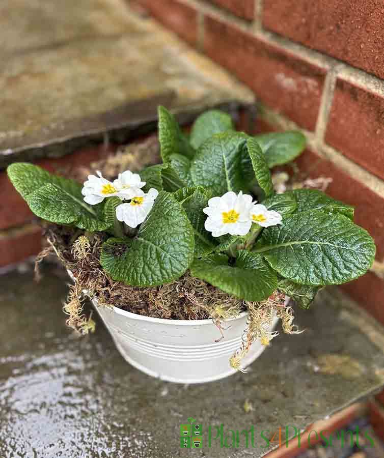 Round Primrose Planter       