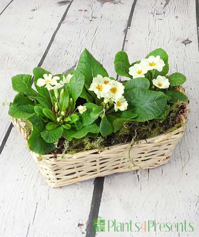 Primrose Basket