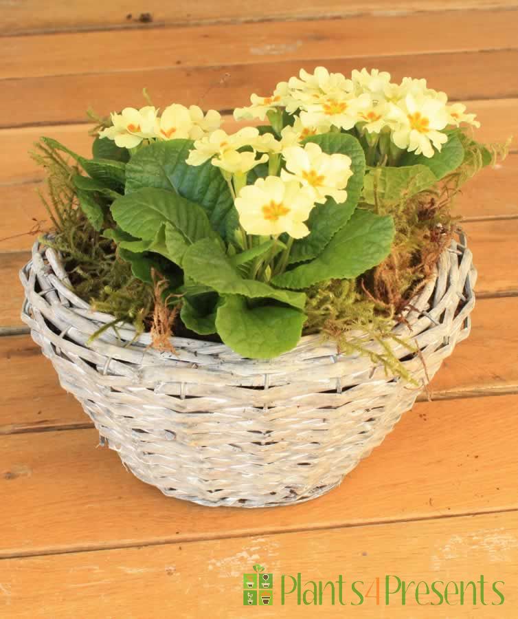 Primrose Planter  NOT IN USE  