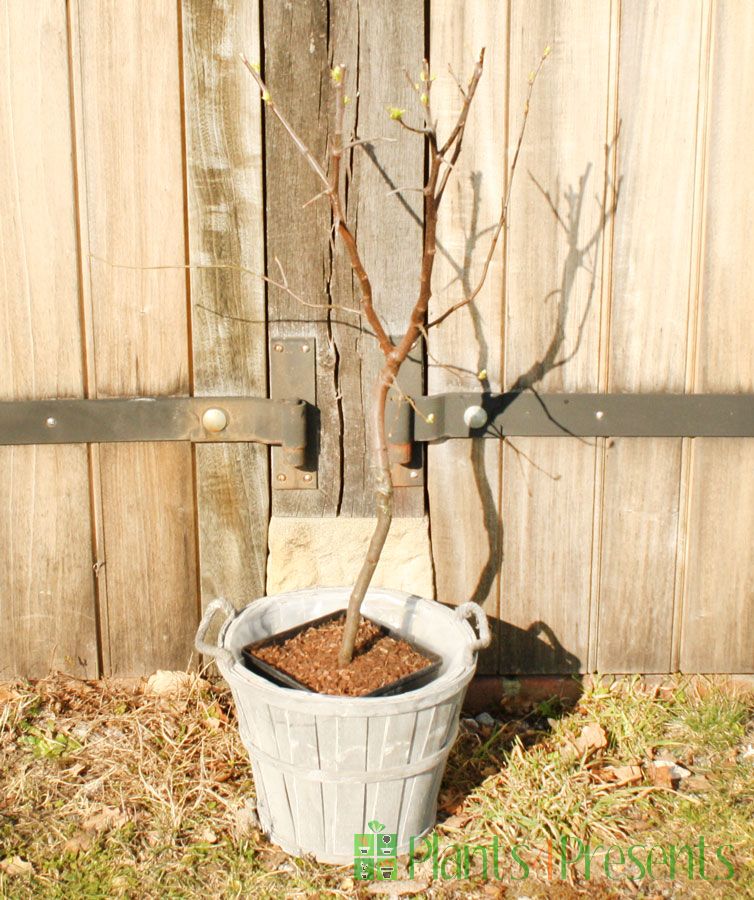 Quince Tree