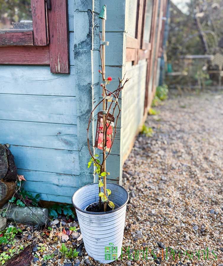 Japanese quince 2025