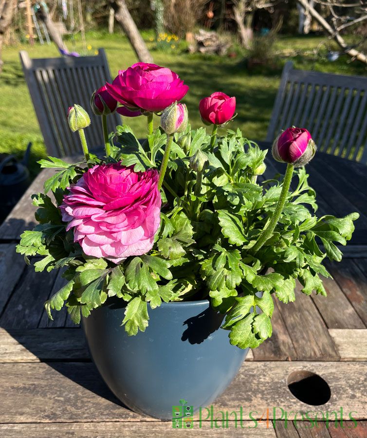 Ranunculus in the garden