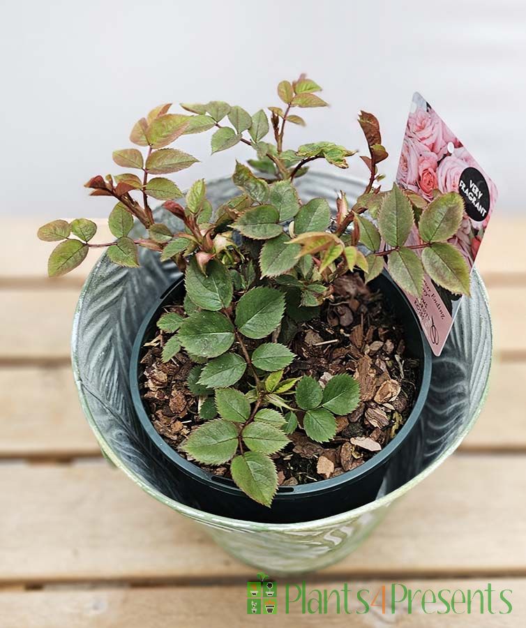 Home Florist Never Ending Story Rose New for 2026