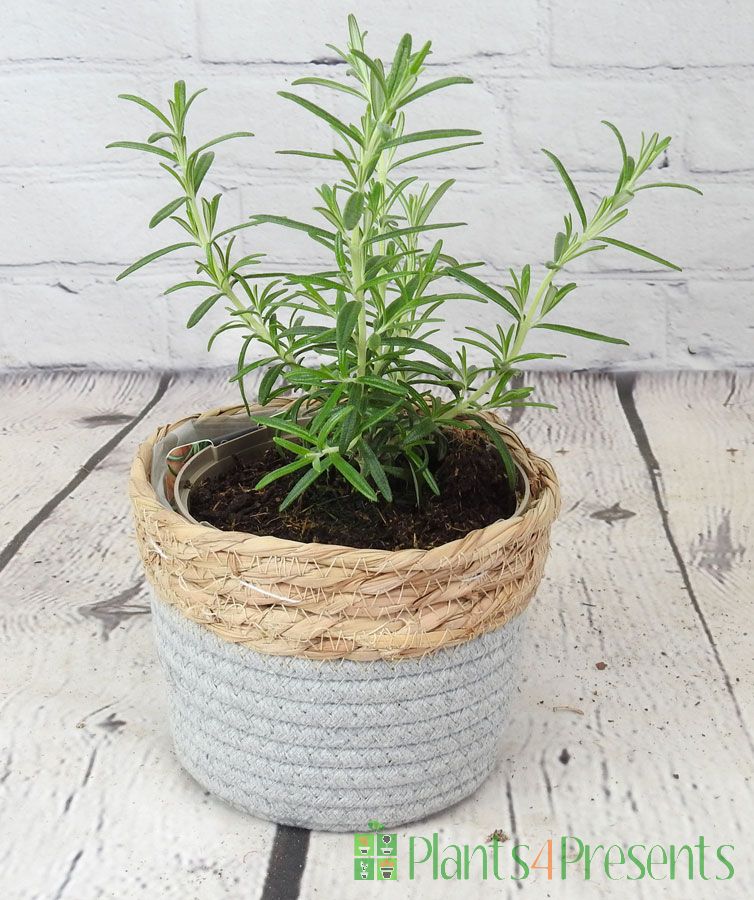 Rosemary plants for remembrance