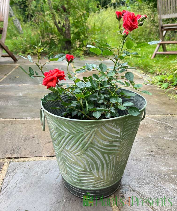 Patio Rose