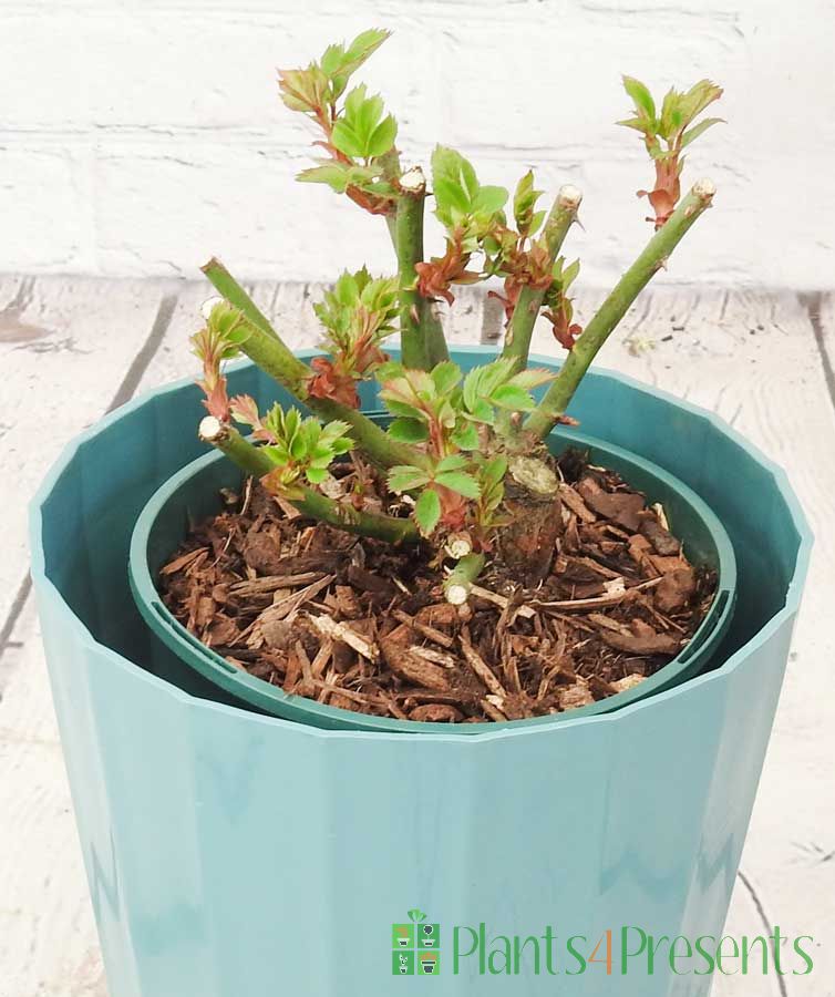 Happy Anniversary Rose   