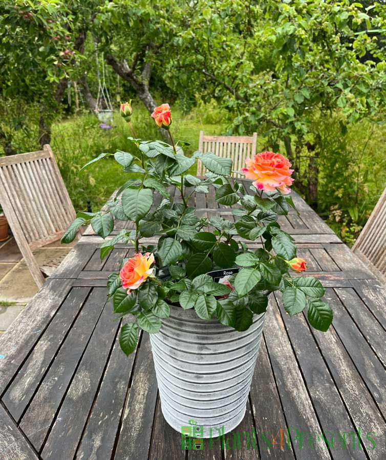 Patio Rose Designer sunset