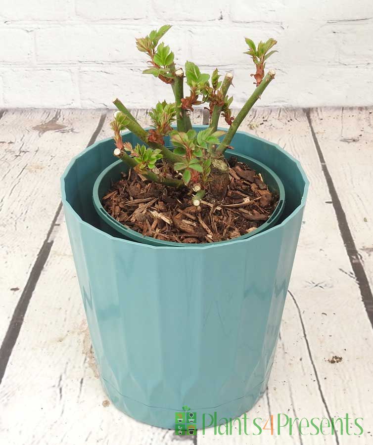 Rose patio March 2025