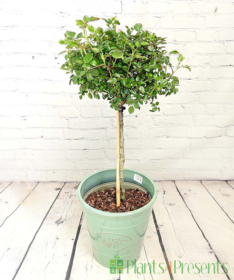 Rose topiary