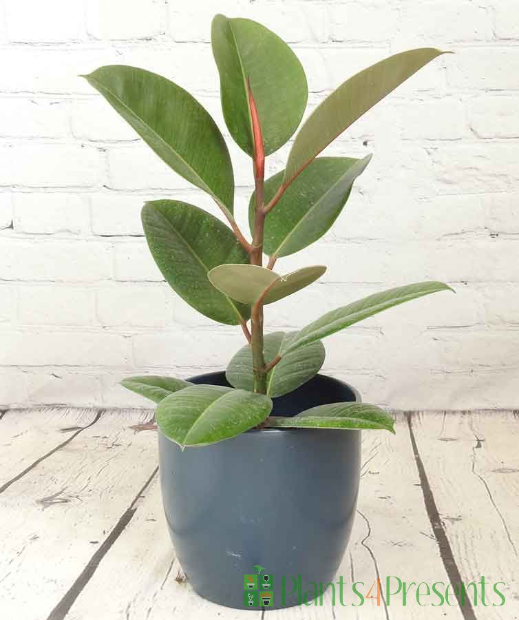 Rubber plant