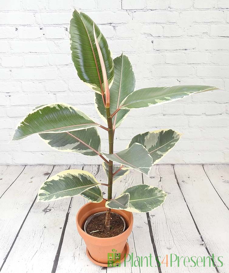 Rubber Plant Varigated
