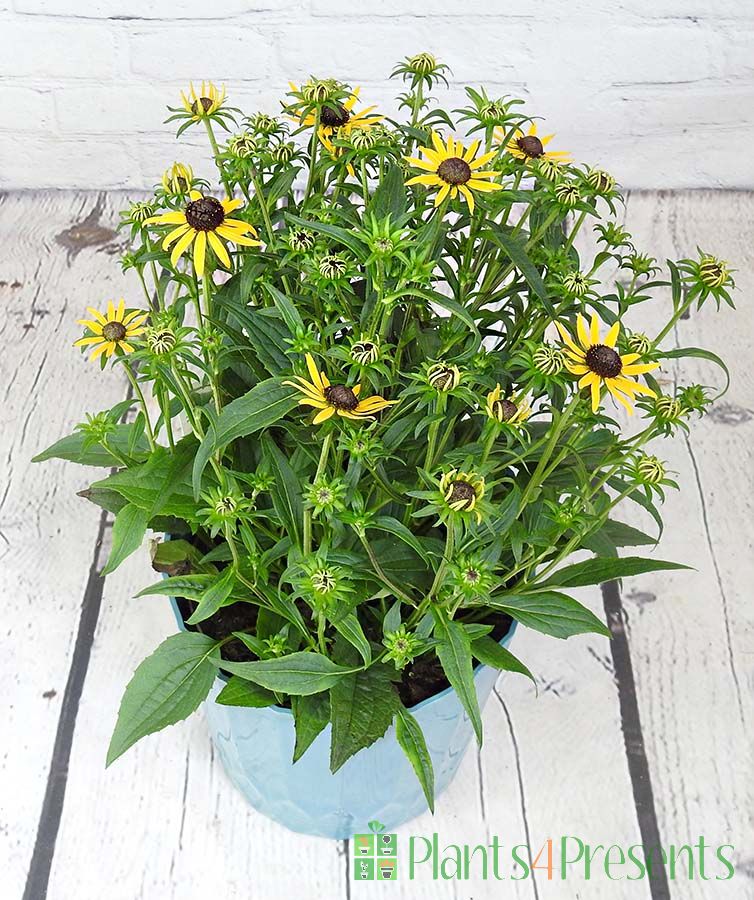 Rudbekia flowering