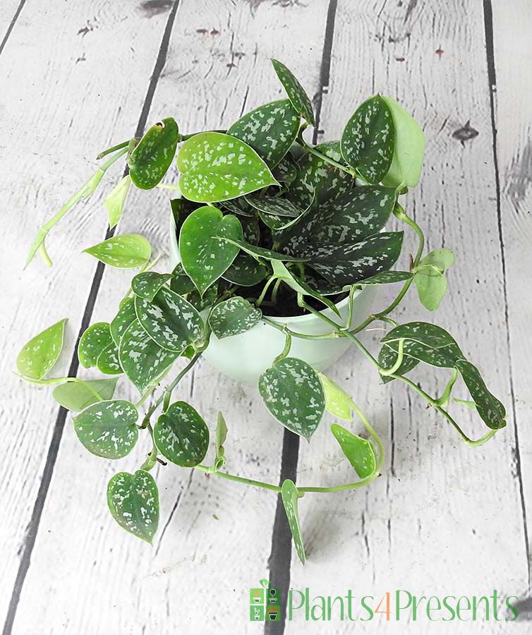 Satin Pothos