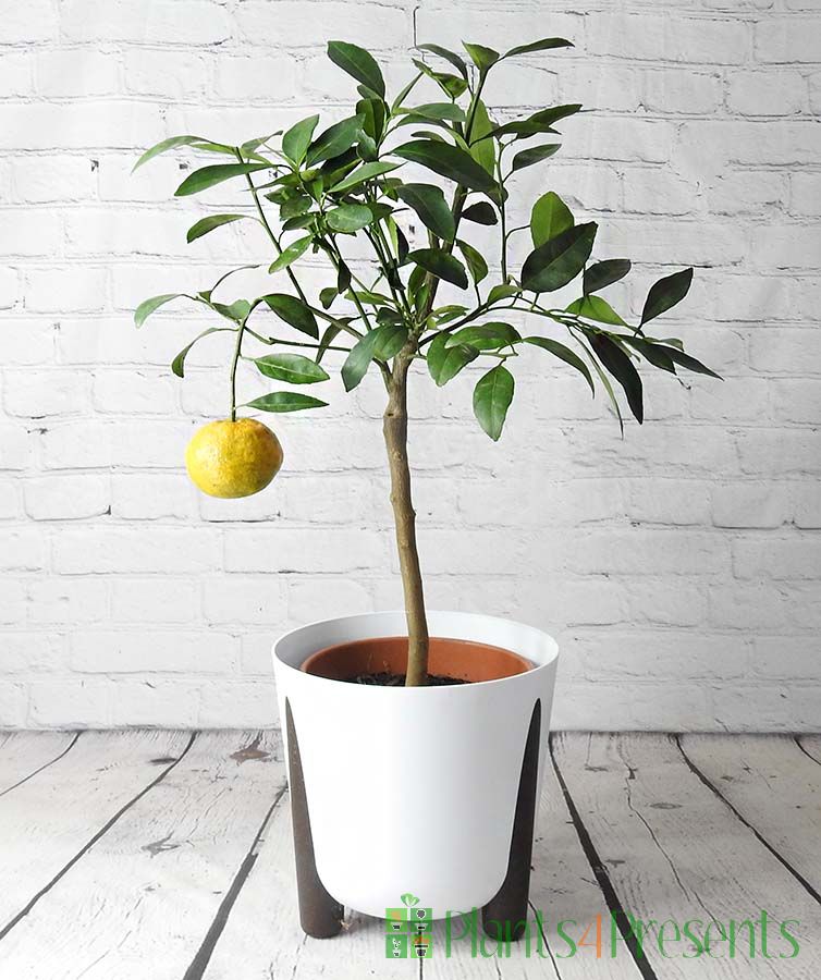Satsuma Tree in White Frida Pot