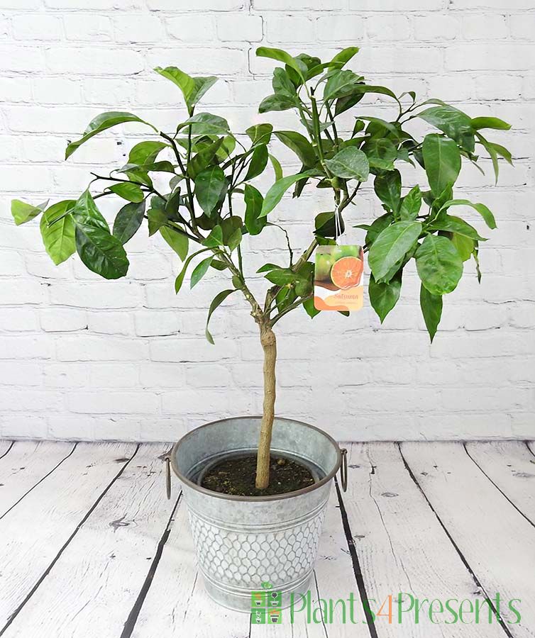 Satsuma Tree