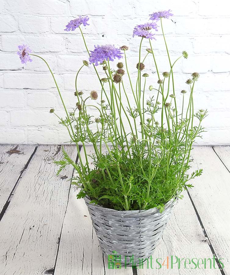 purple Scabious