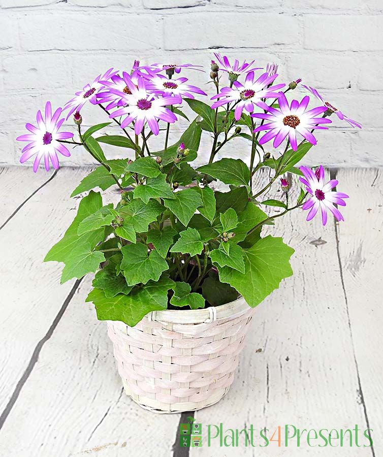 Senetti