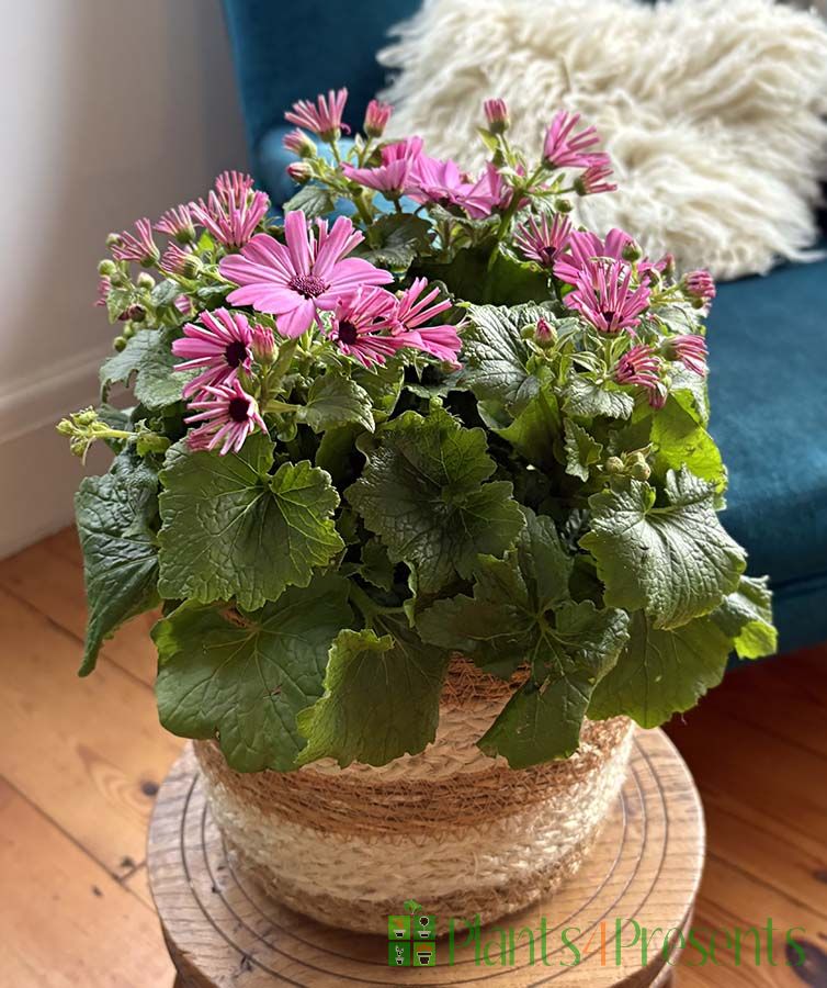 Senetti late February