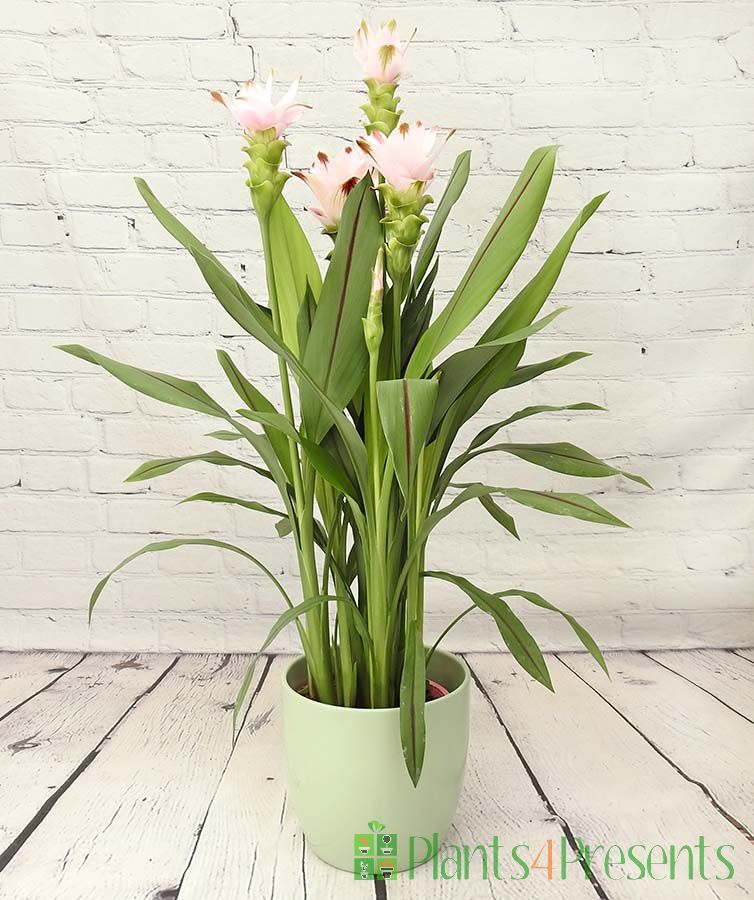 Pale pink Siam tulip