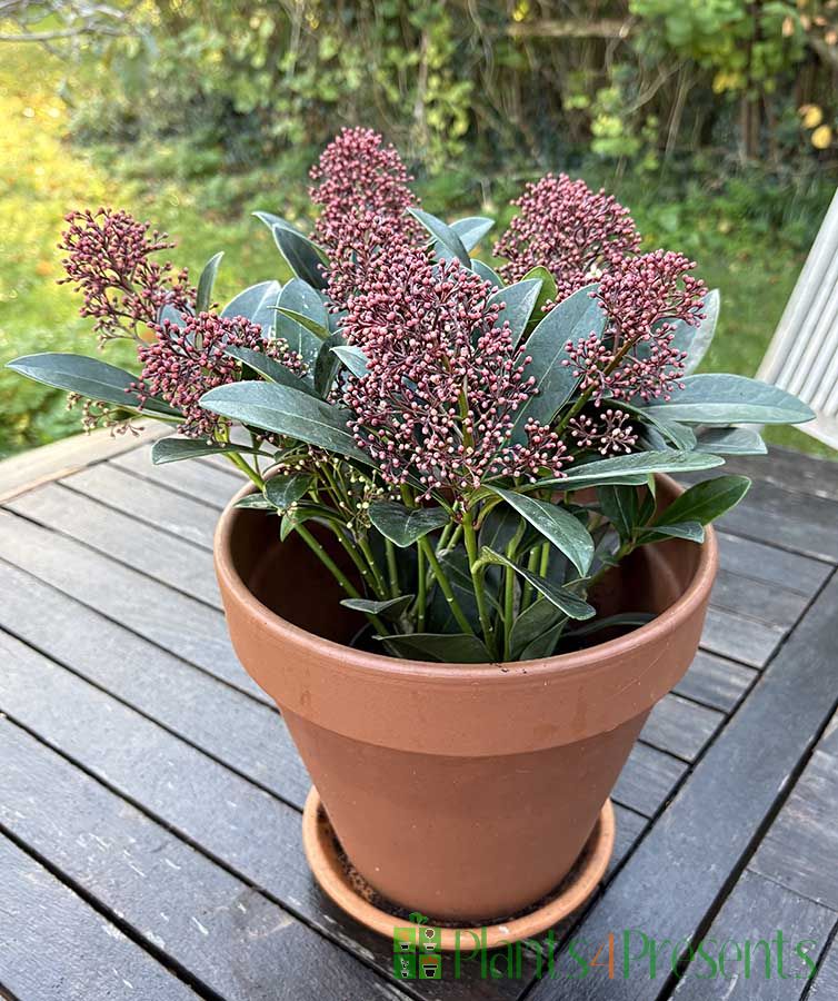 Skimmia plant