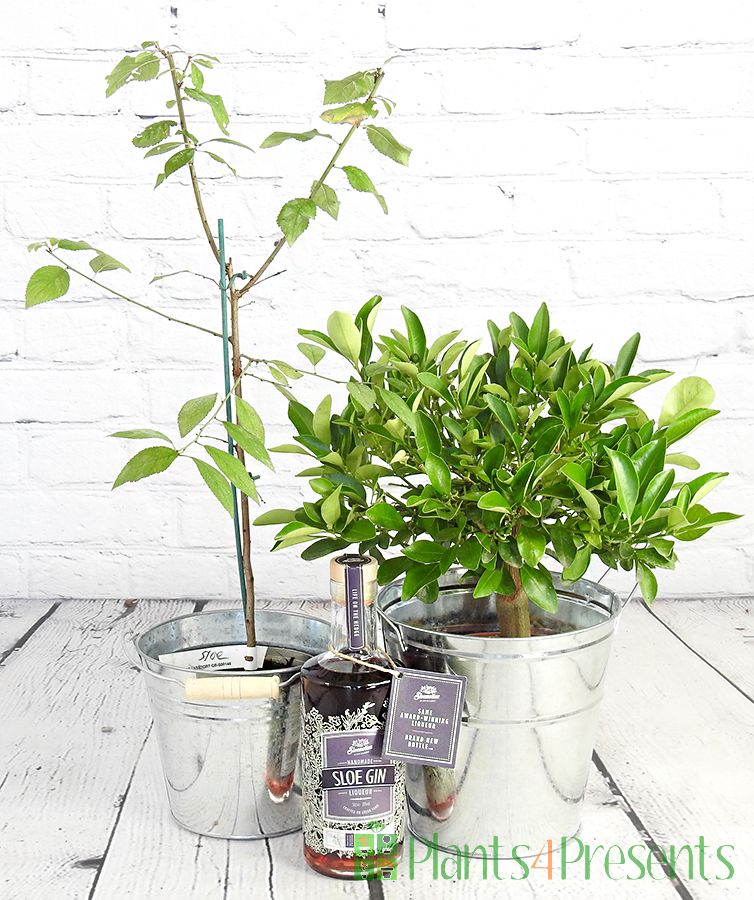 Sloe bush, Calamondin and Sloe Gin